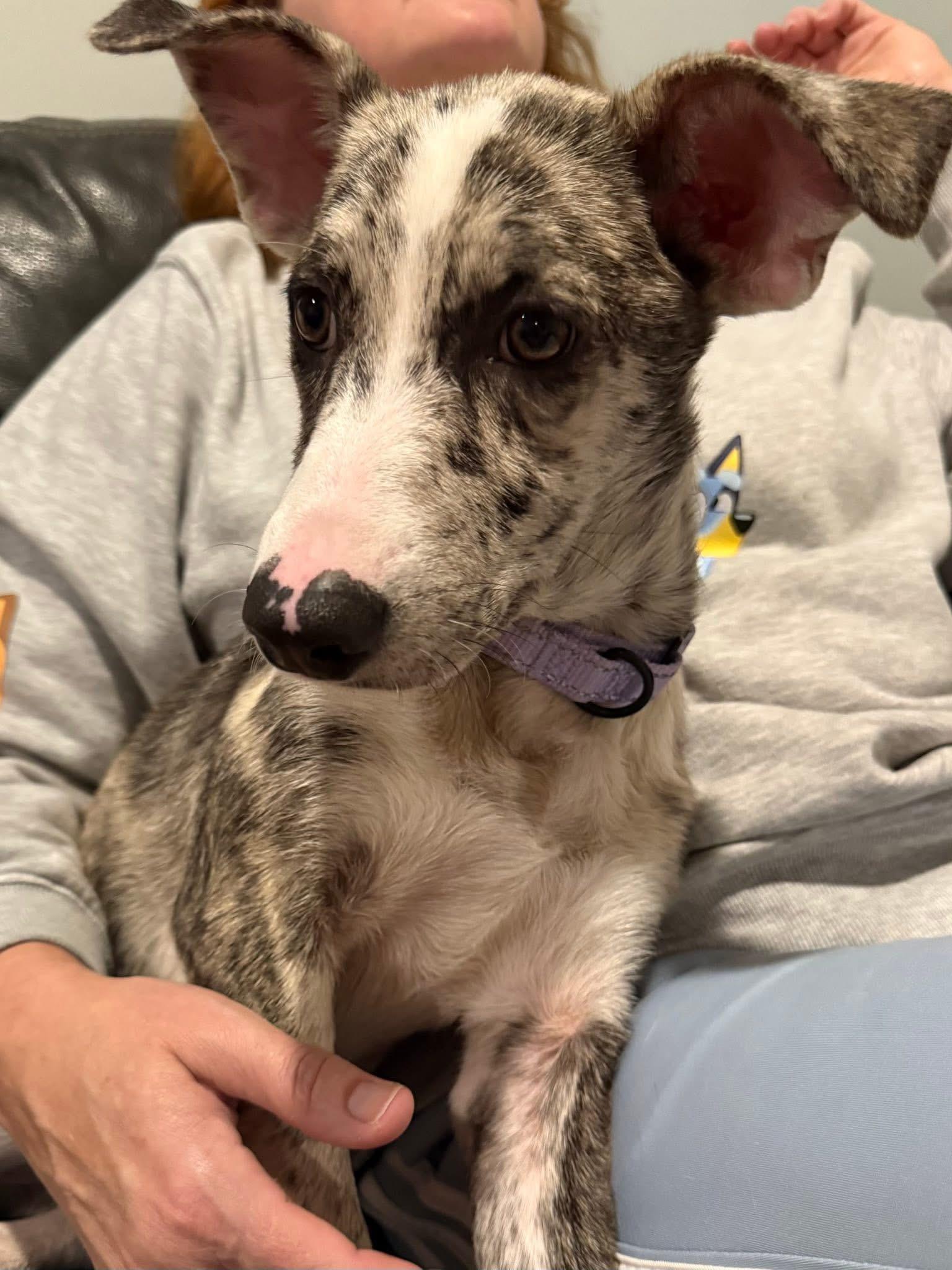 Bella the beautiful brindle, a Adoptable mixed breed in Muskego, WI image 2/3