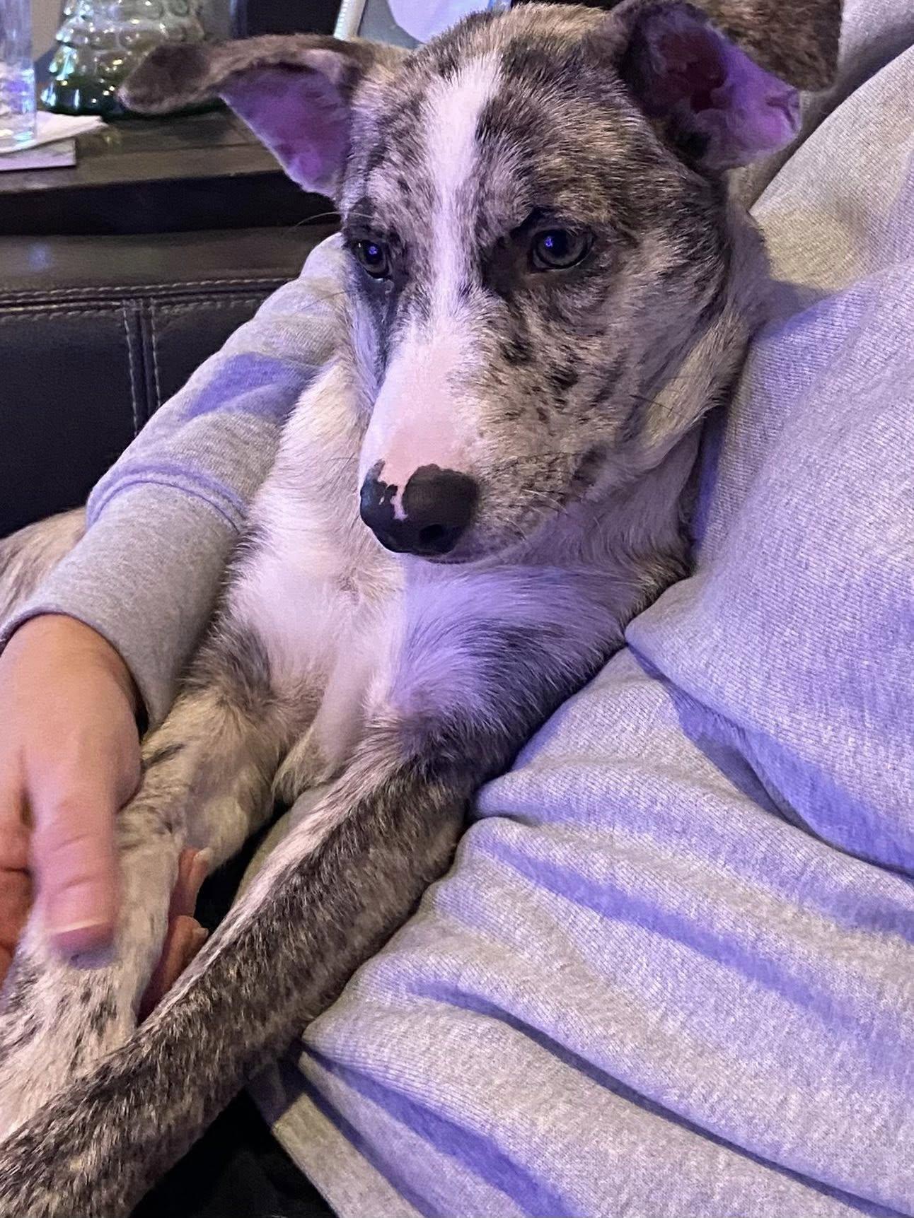 Bella the beautiful brindle, a Adoptable mixed breed in Muskego, WI image 3/3