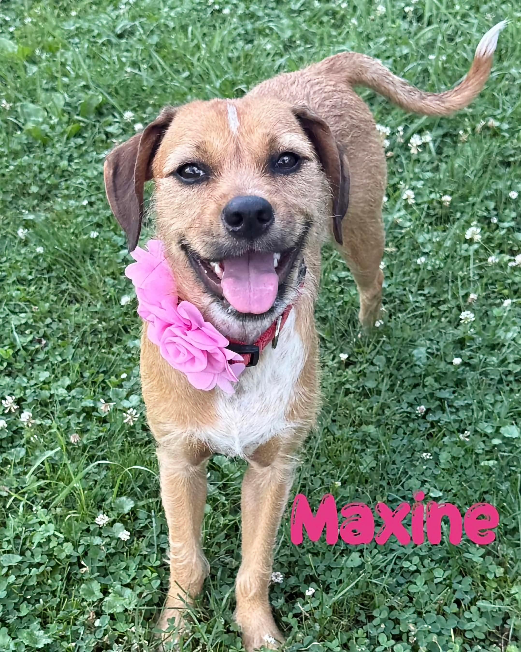 Maxine, adopted, Puppy Female Terrier.