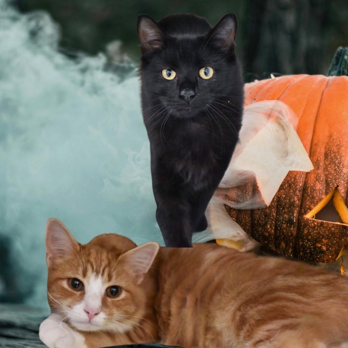 Enlarge adams bond, a Adopted Domestic Medium Hair in baltimore, MD image 1/1