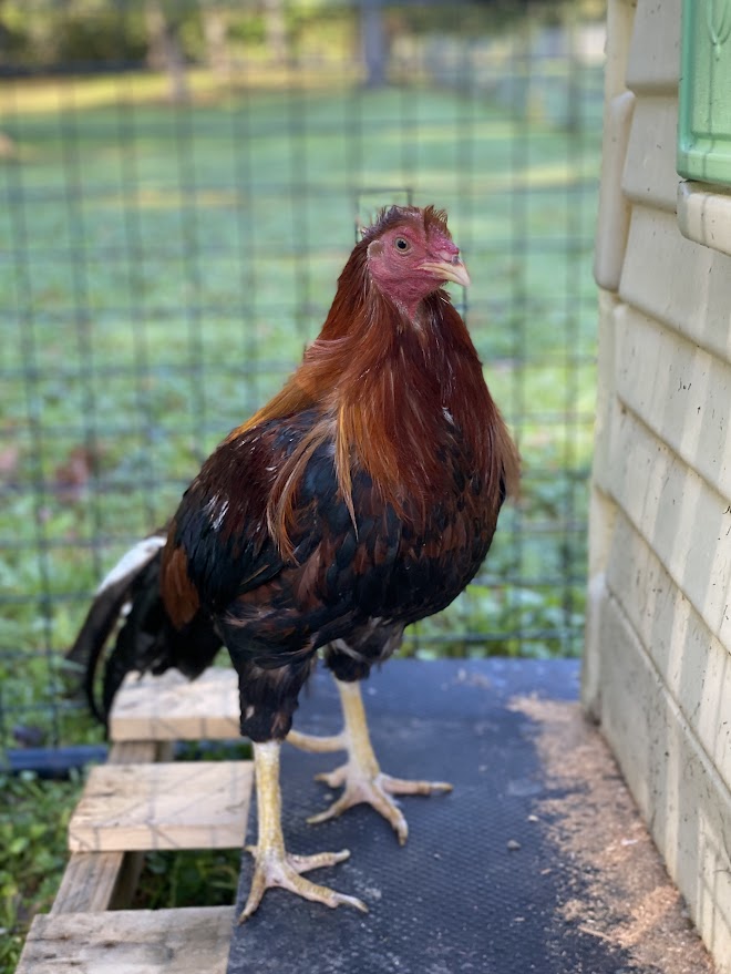 Ron Howard, Adoptable, Adult Male Chicken.