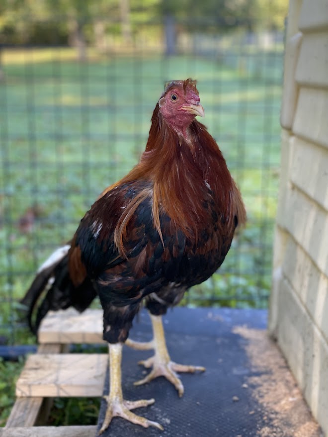 Ron Howard, a Adoptable Chicken in Ravenna, OH image 2/3