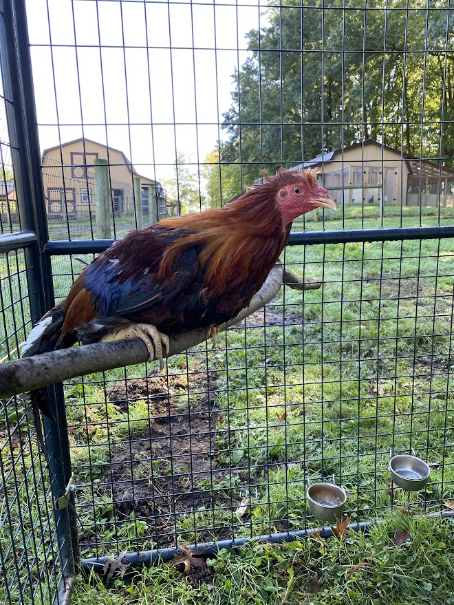 Ron Howard, a Adoptable Chicken in Ravenna, OH image 3/3