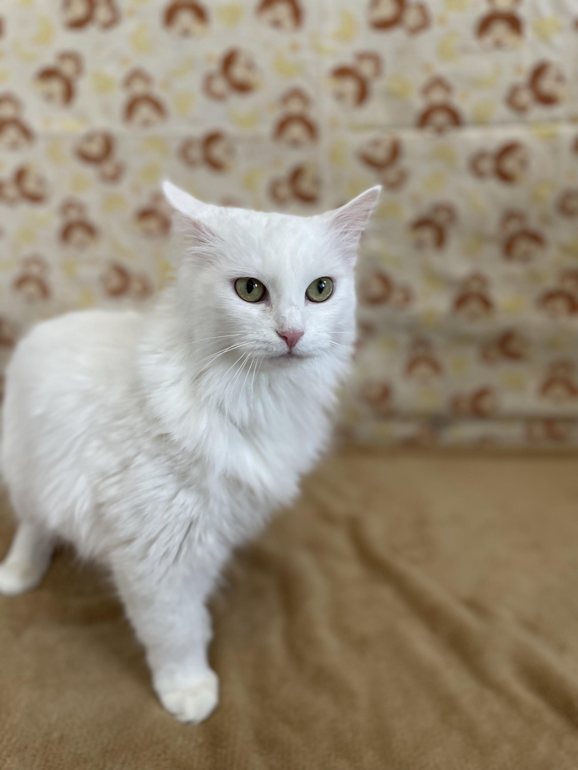 EggNog, an adopted mixed breed in Upper Sandusky, OH image 3/3