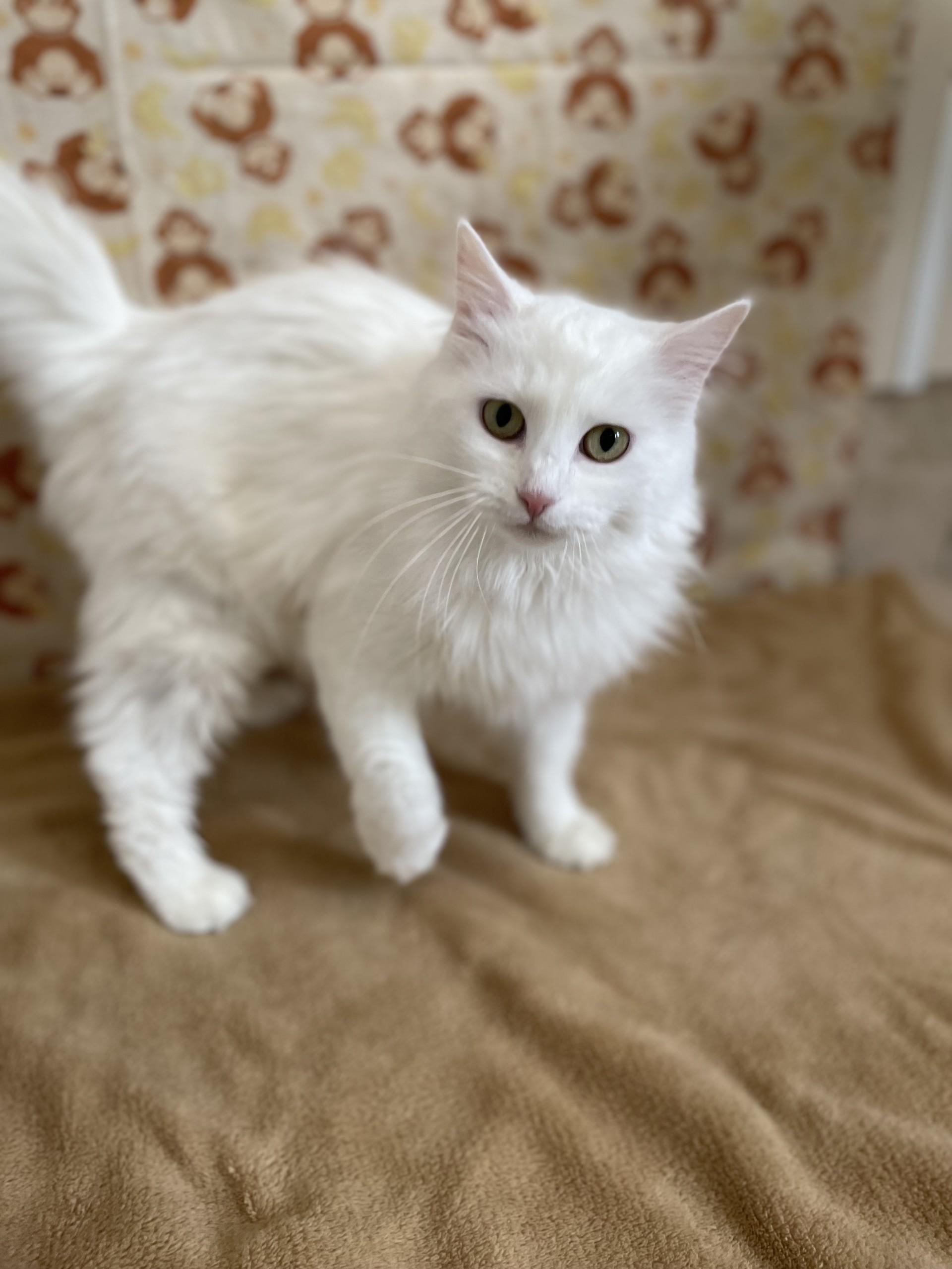 EggNog, an adopted mixed breed in Upper Sandusky, OH image 2/3