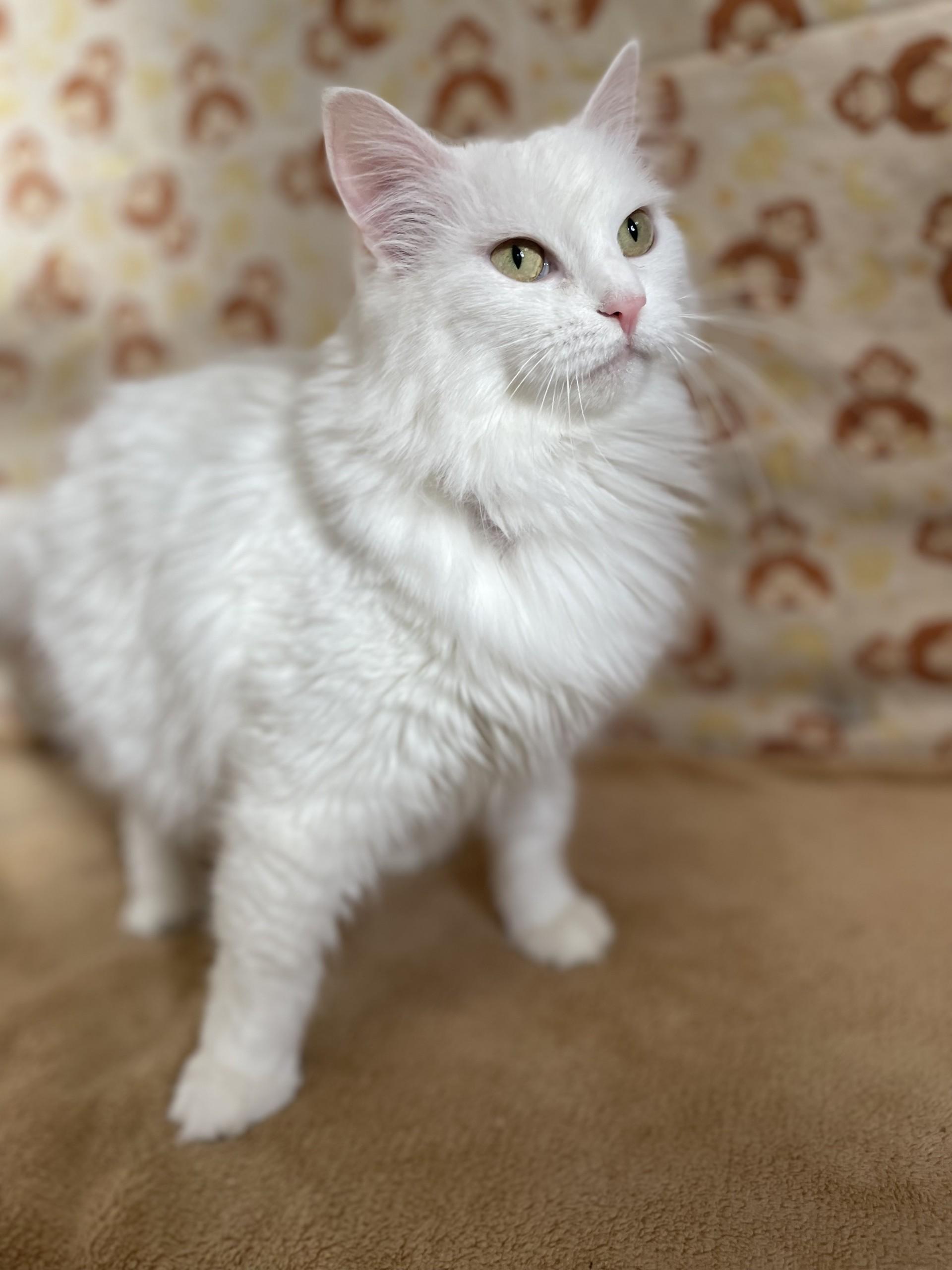 EggNog, adopted, Adult Female Domestic Long Hair.