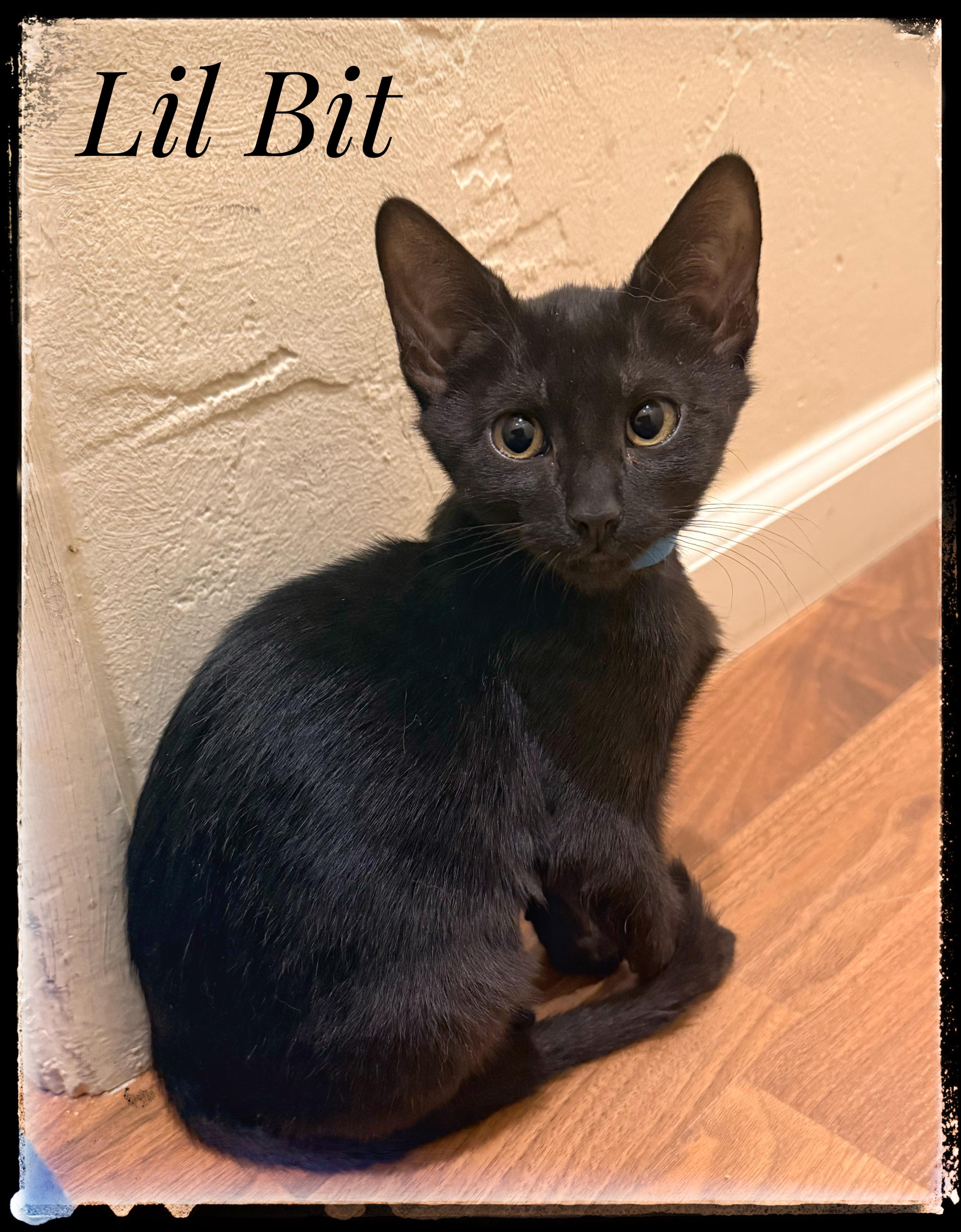 Lil Bit, Adoptable, Kitten Female Domestic Short Hair.