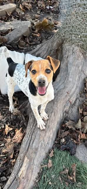 Blake, Adoptable, Puppy Female Toy Fox Terrier & Jack Russell Terrier.