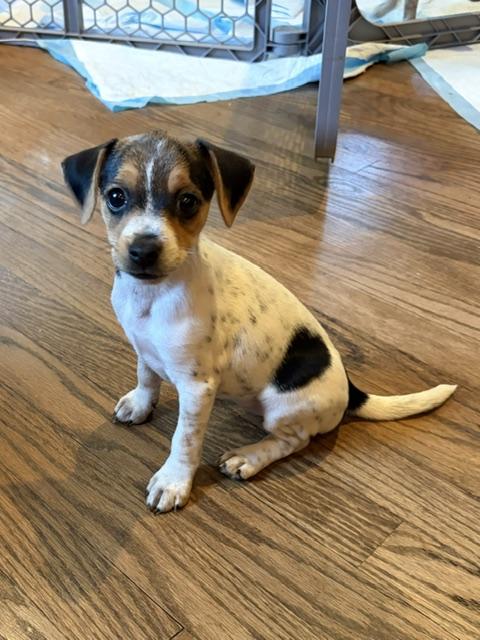Enlarge Blake, a Adoptable mixed breed in Orland Park, IL image 2/3