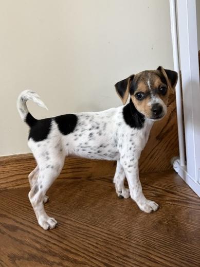 Enlarge Blake, a Adoptable mixed breed in Orland Park, IL image 3/3
