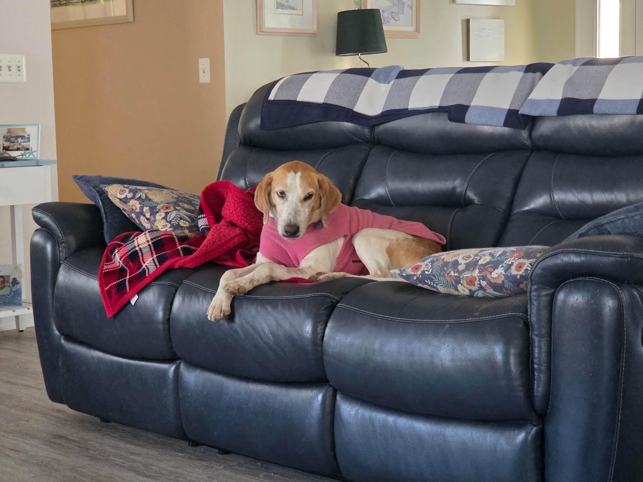 Molly, a ADOPTABLE mixed breed in Prince Frederick, MD image 5/5