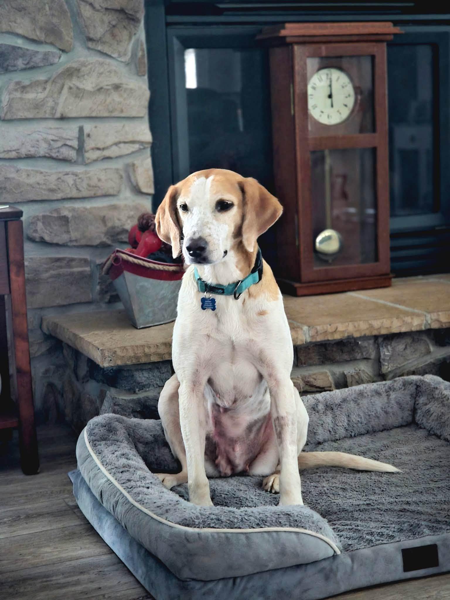 Molly, ADOPTABLE, Adult Female American Foxhound.