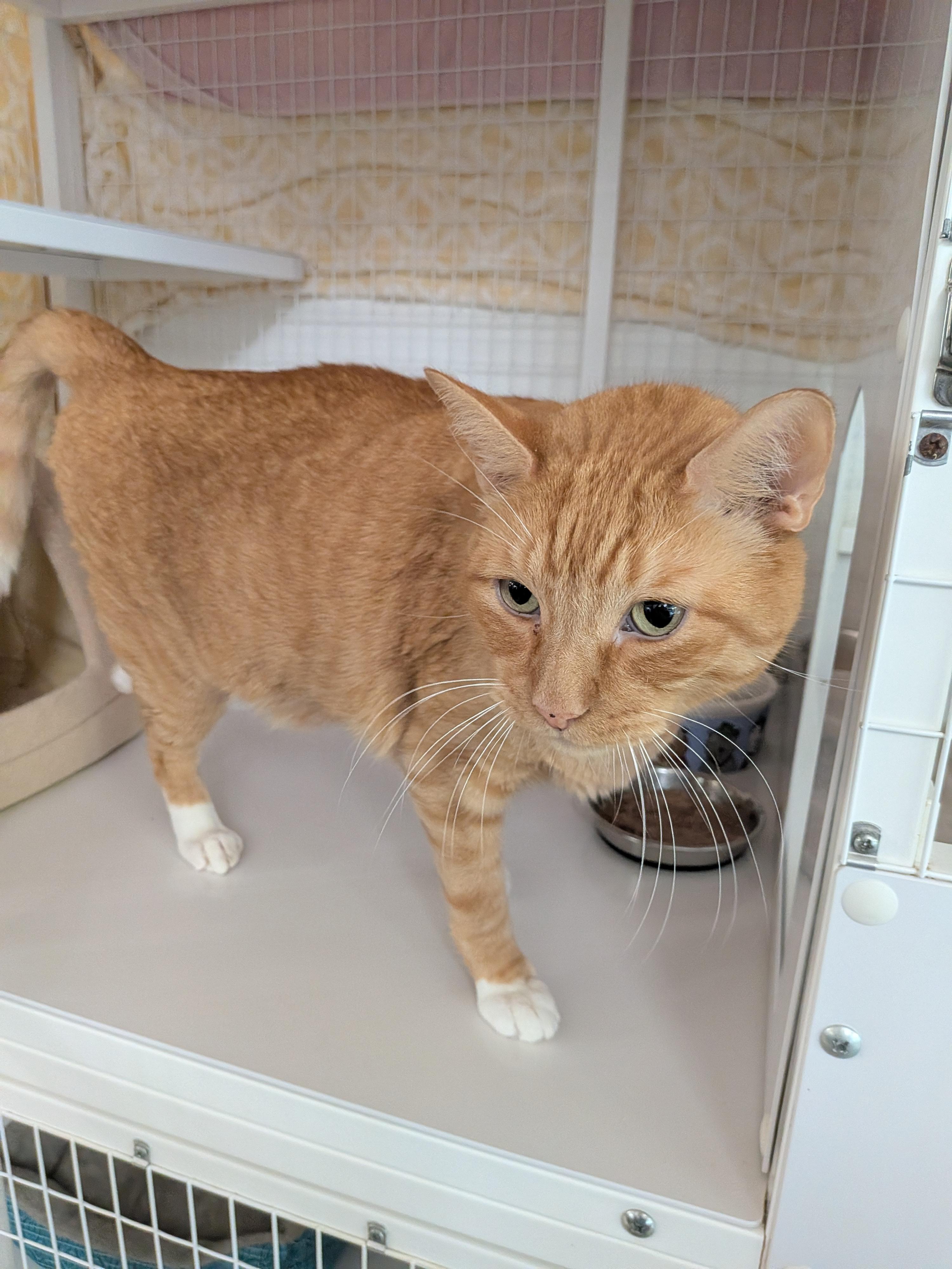 Enlarge Milo, a Adoptable Domestic Short Hair in Melbourne, FL image 2/2