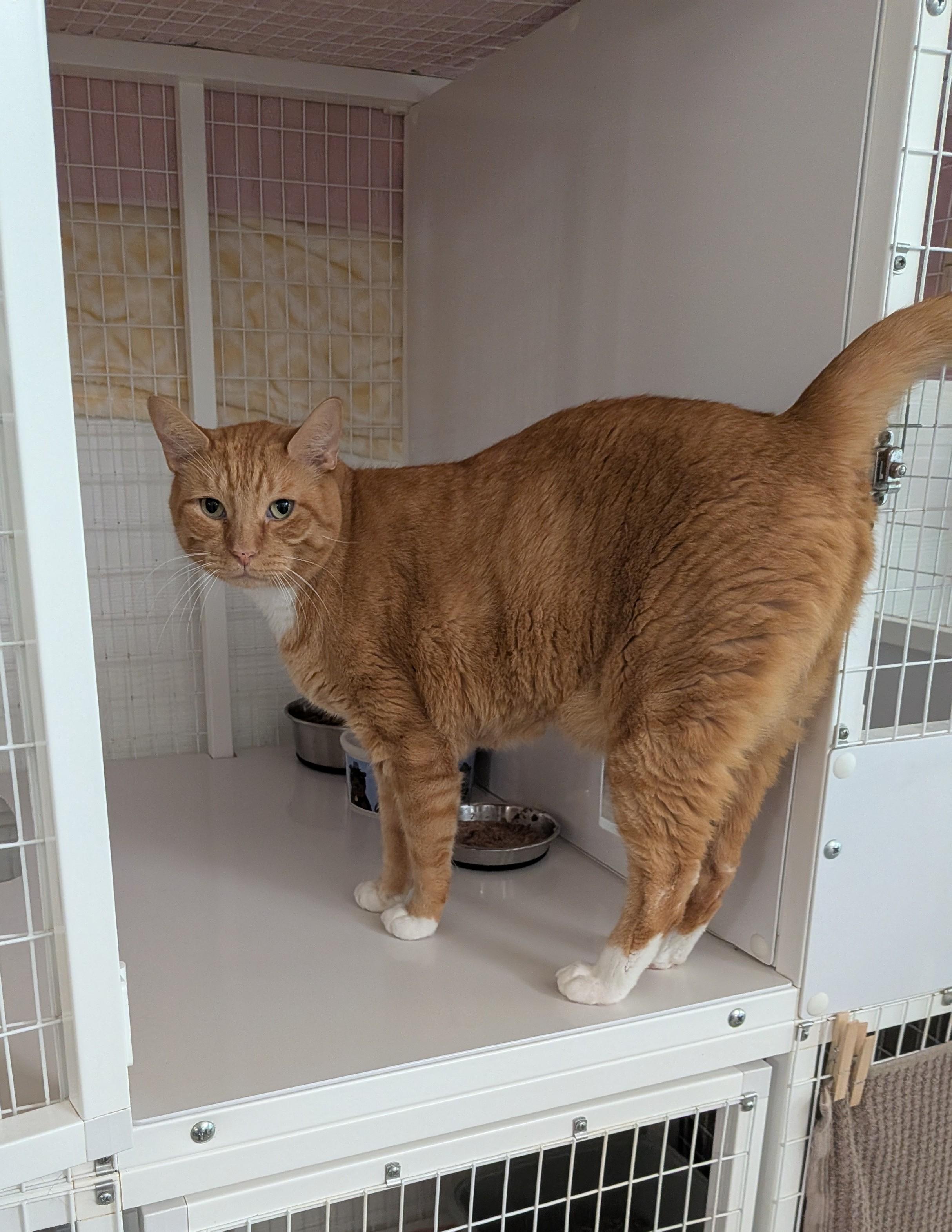Enlarge Milo, a Adoptable Domestic Short Hair in Melbourne, FL image 1/2