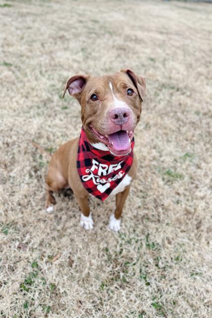 LINCOLN, Adoptable, Adult Male Terrier & Mixed Breed.