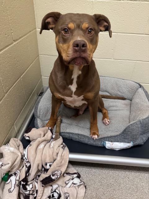 Enlarge TRU "COURTSEY POST", a Adoptable mixed breed in Alpharetta, GA image 3/5
