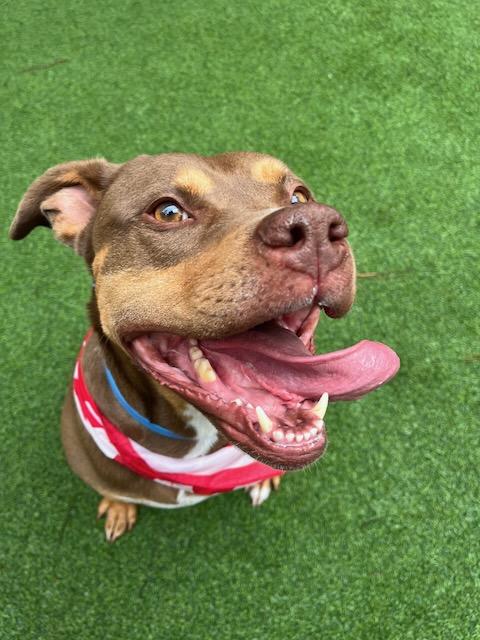 Enlarge TRU "COURTSEY POST", a Adoptable mixed breed in Alpharetta, GA image 1/5