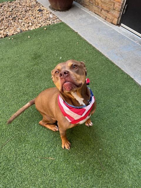 Enlarge TRU "COURTSEY POST", a Adoptable mixed breed in Alpharetta, GA image 2/5