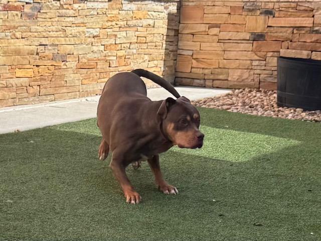 Enlarge TRU "COURTSEY POST", a Adoptable mixed breed in Alpharetta, GA image 4/5