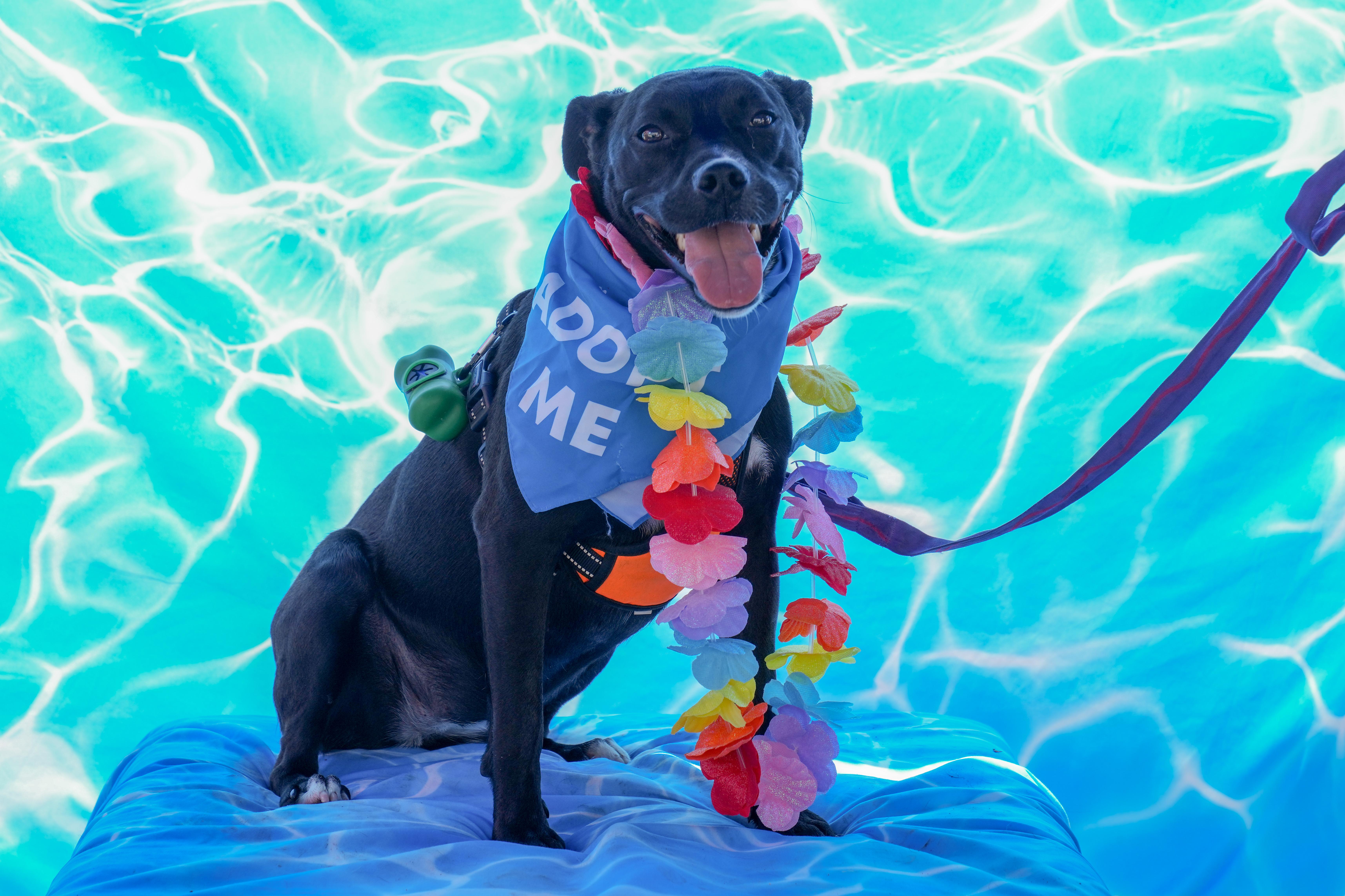 Denali, Adoptable, Adult Female Pit Bull Terrier.