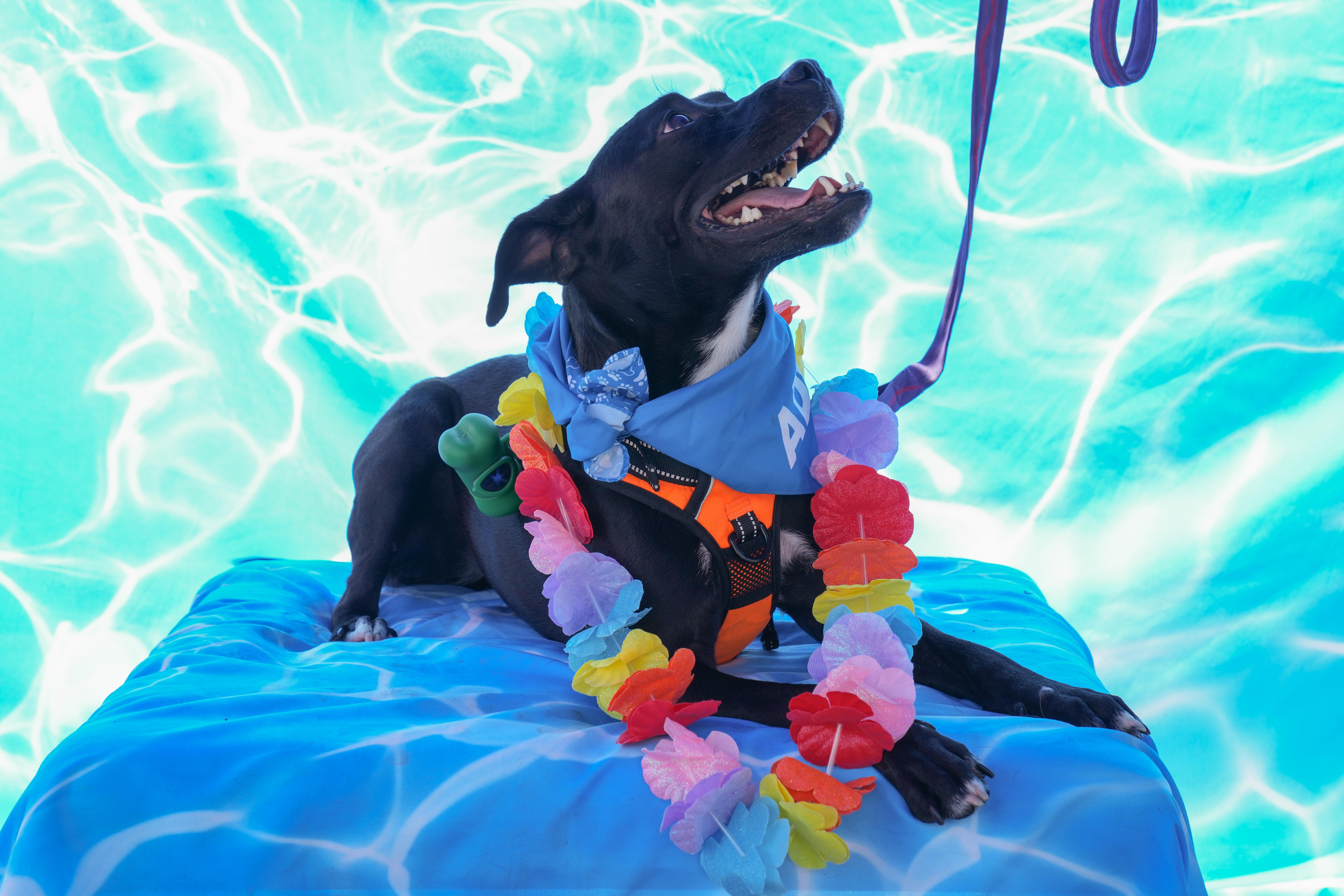 Denali, a Adoptable Pit Bull Terrier in Columbus, OH image 2/6