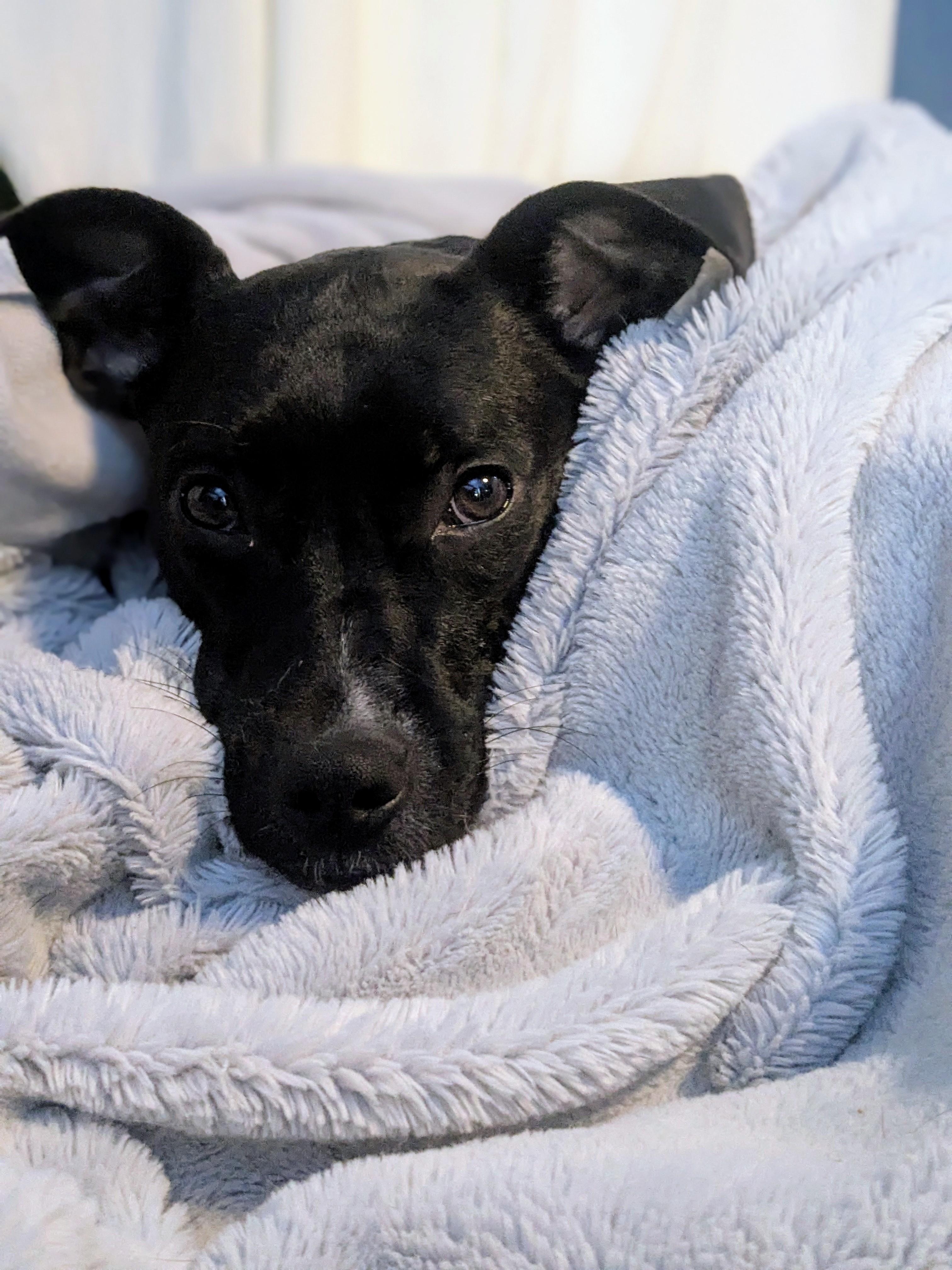 Denali, a Adoptable Pit Bull Terrier in Columbus, OH image 4/6