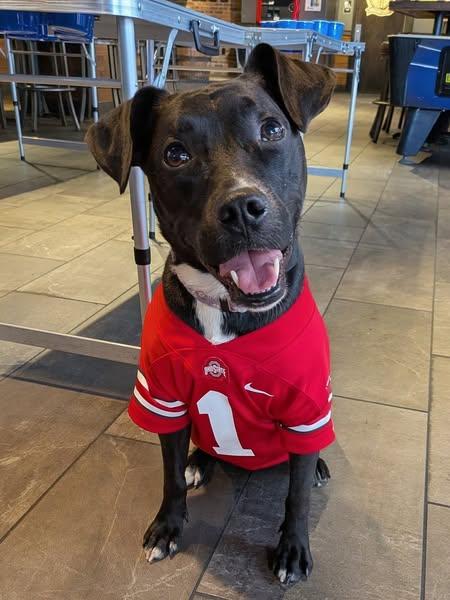 Denali, a Adoptable Pit Bull Terrier in Columbus, OH image 3/6