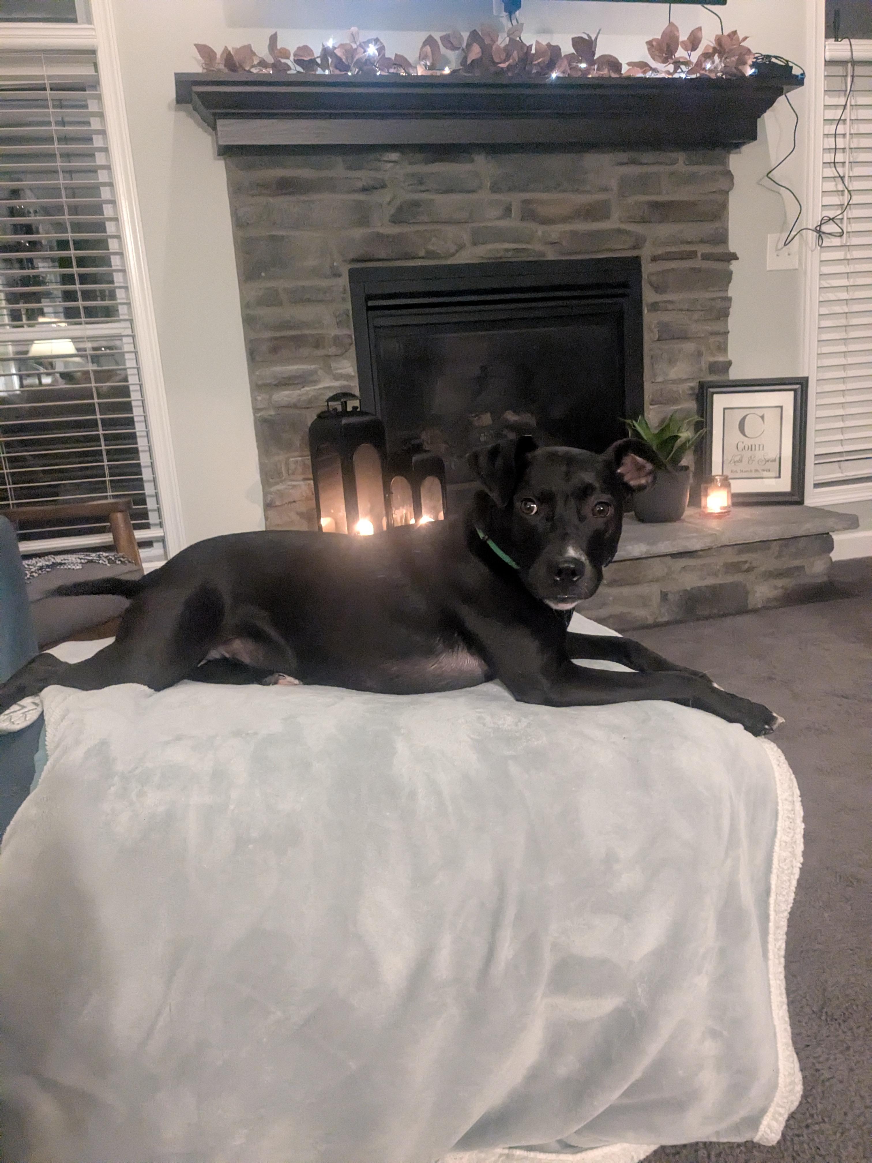 Denali, a Adoptable Pit Bull Terrier in Columbus, OH image 5/6