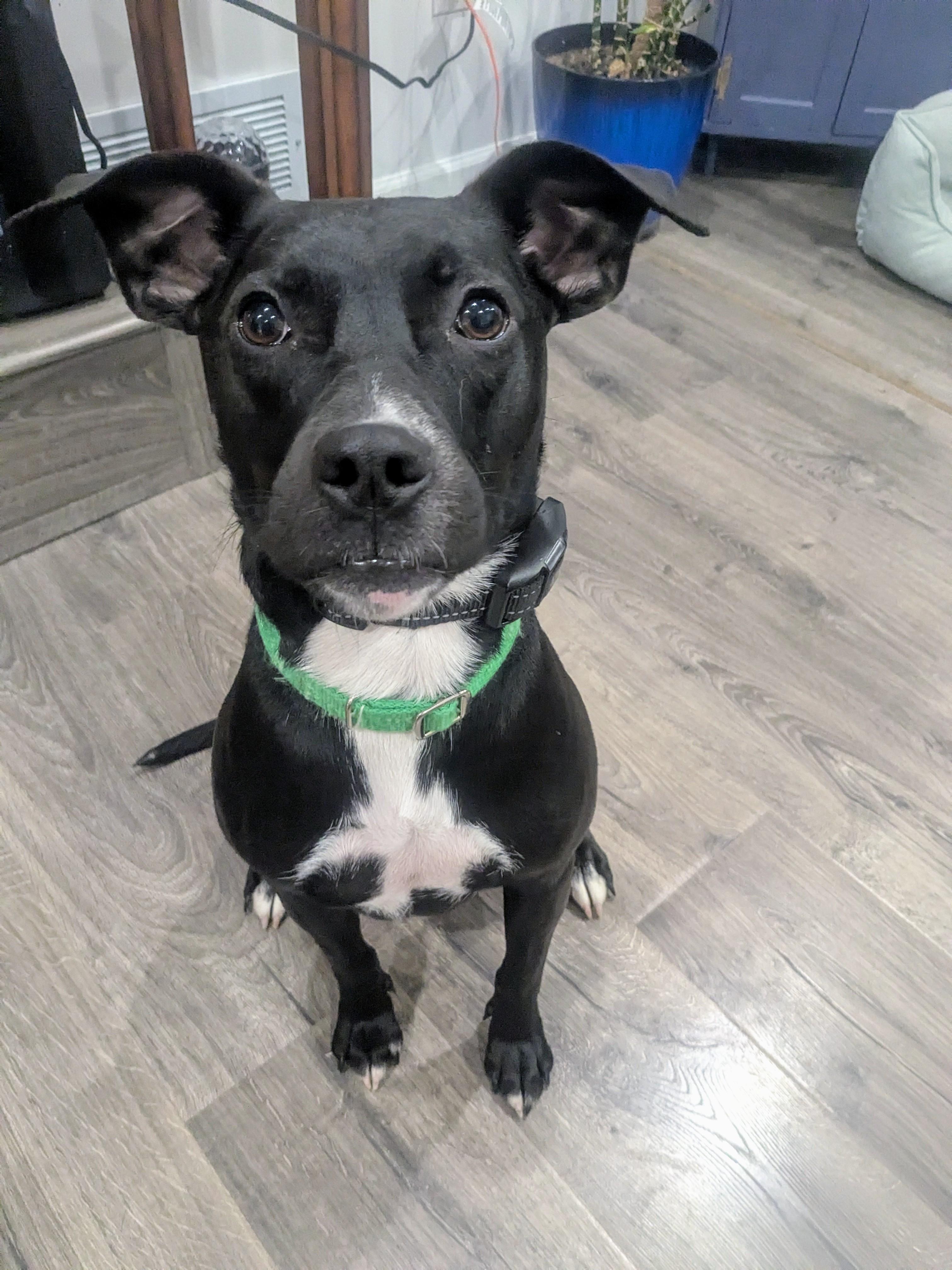 Denali, a Adoptable Pit Bull Terrier in Columbus, OH image 6/6