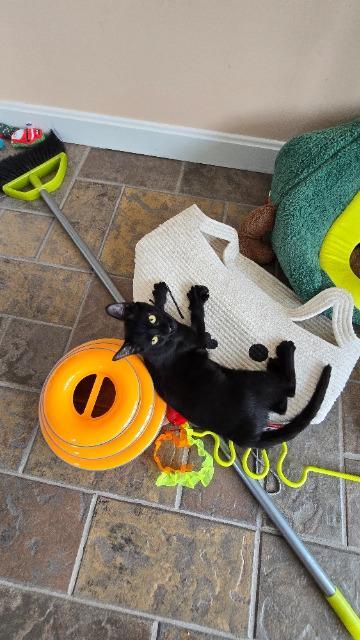 Zara, Adoptable, Kitten Female Domestic Short Hair.