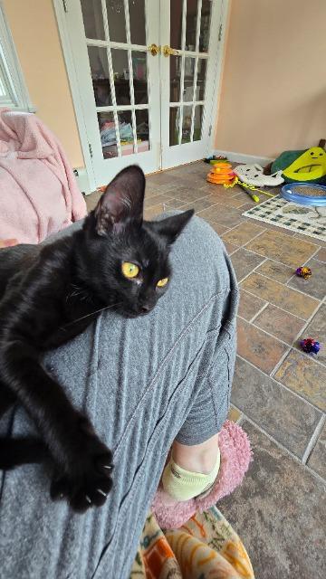 Enlarge Zara, a Adoptable mixed breed in Pawtucket, RI image 3/5