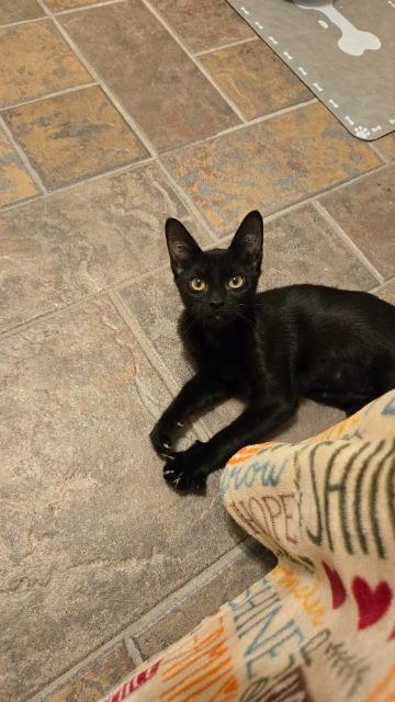 Enlarge Zara, a Adoptable mixed breed in Pawtucket, RI image 4/5