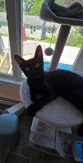 Enlarge Zara, a Adoptable mixed breed in Pawtucket, RI image 5/5