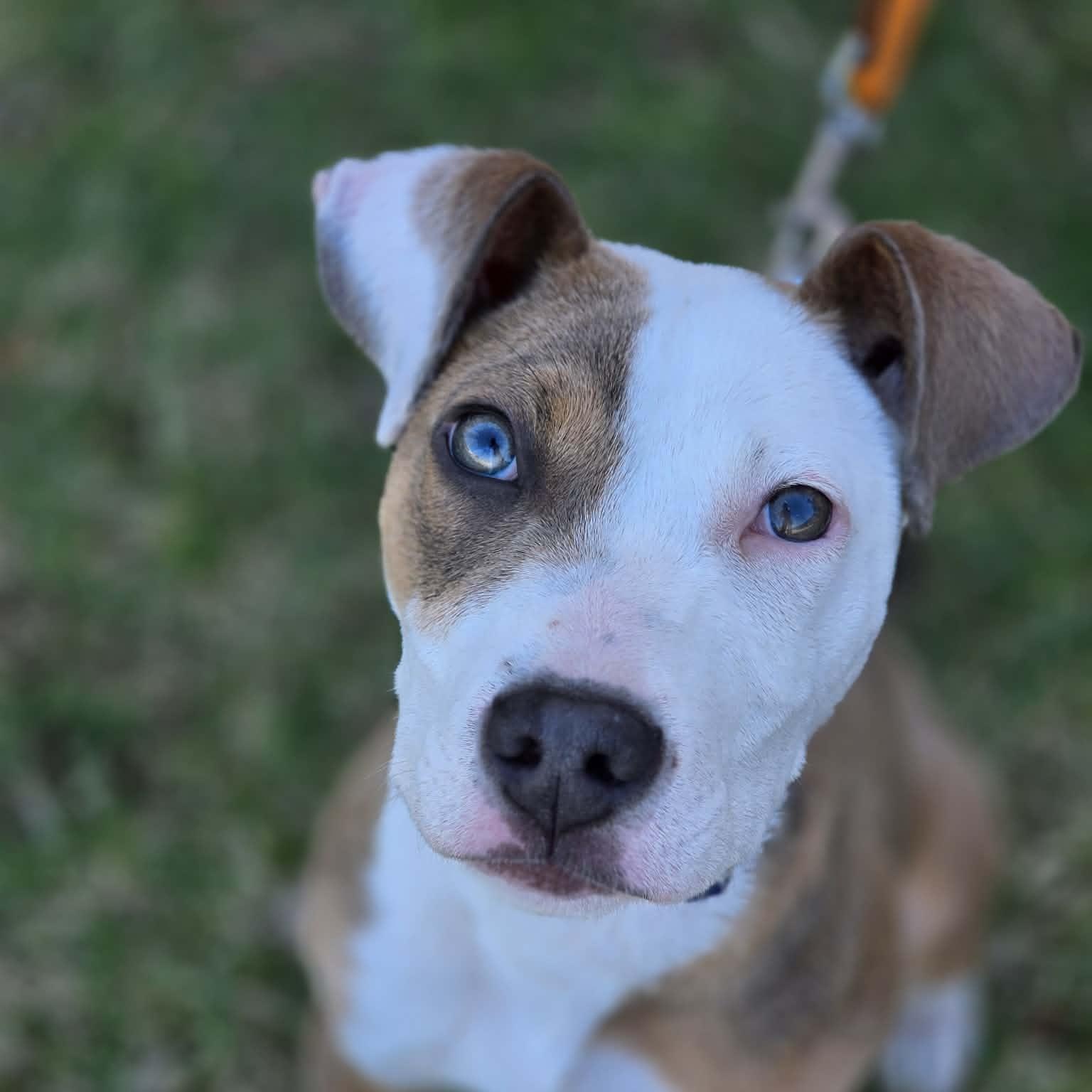 Enlarge Isabella, a ADOPTABLE Mixed Breed in East Peoria, IL image 6/6
