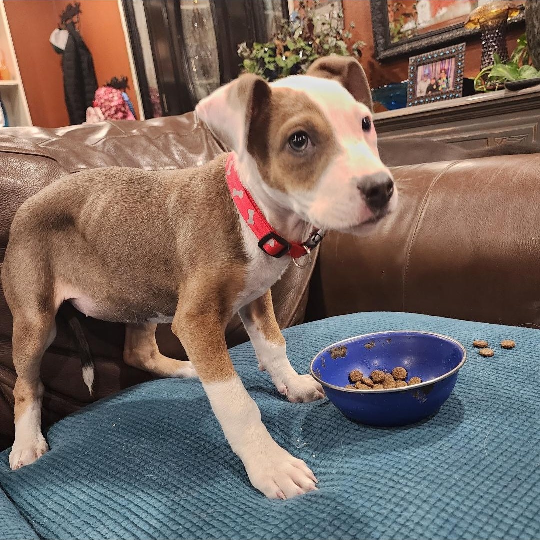 Enlarge Isabella, a ADOPTABLE Mixed Breed in East Peoria, IL image 4/6