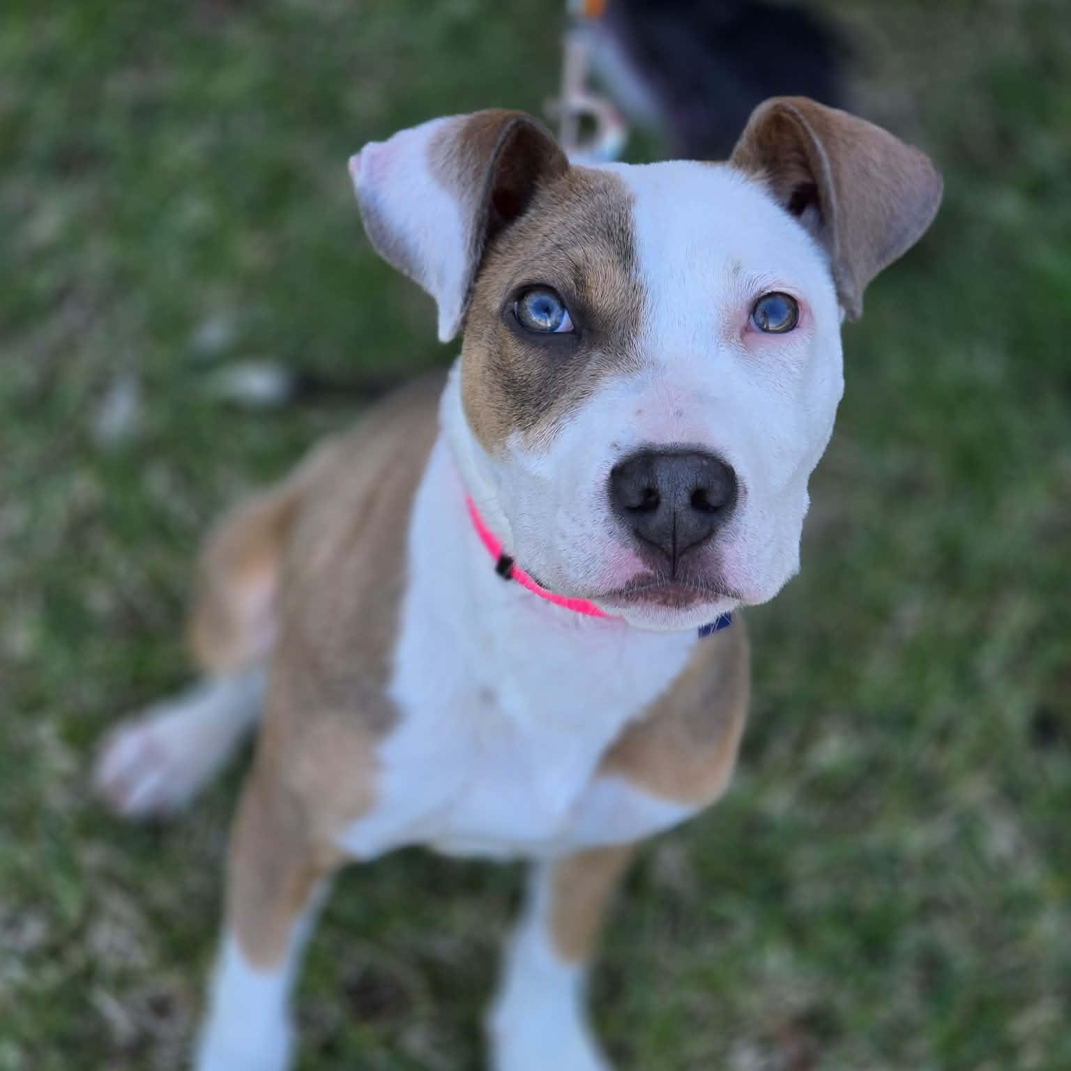 Isabella, ADOPTABLE, Puppy Female Mixed Breed.