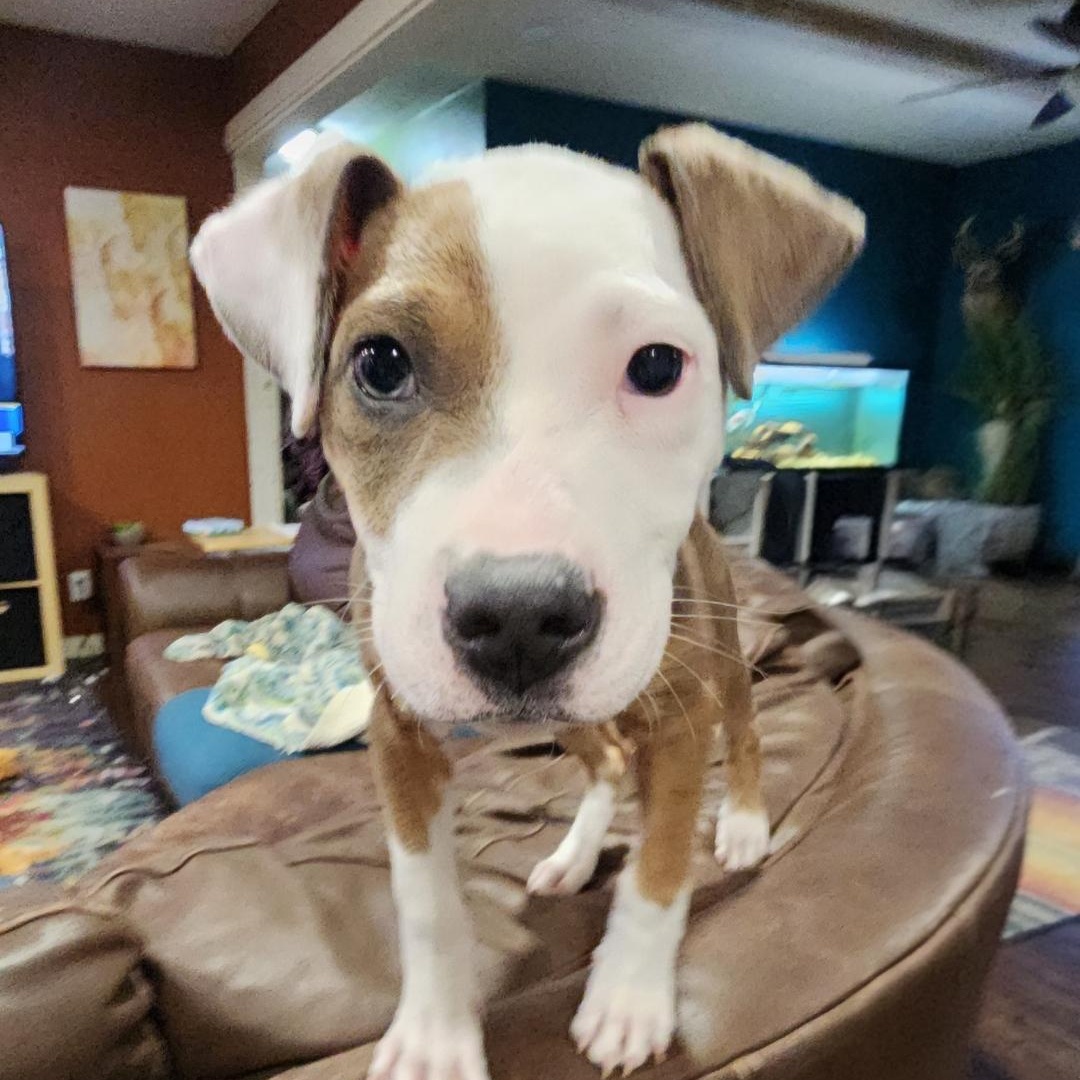 Enlarge Isabella, a ADOPTABLE Mixed Breed in East Peoria, IL image 5/6