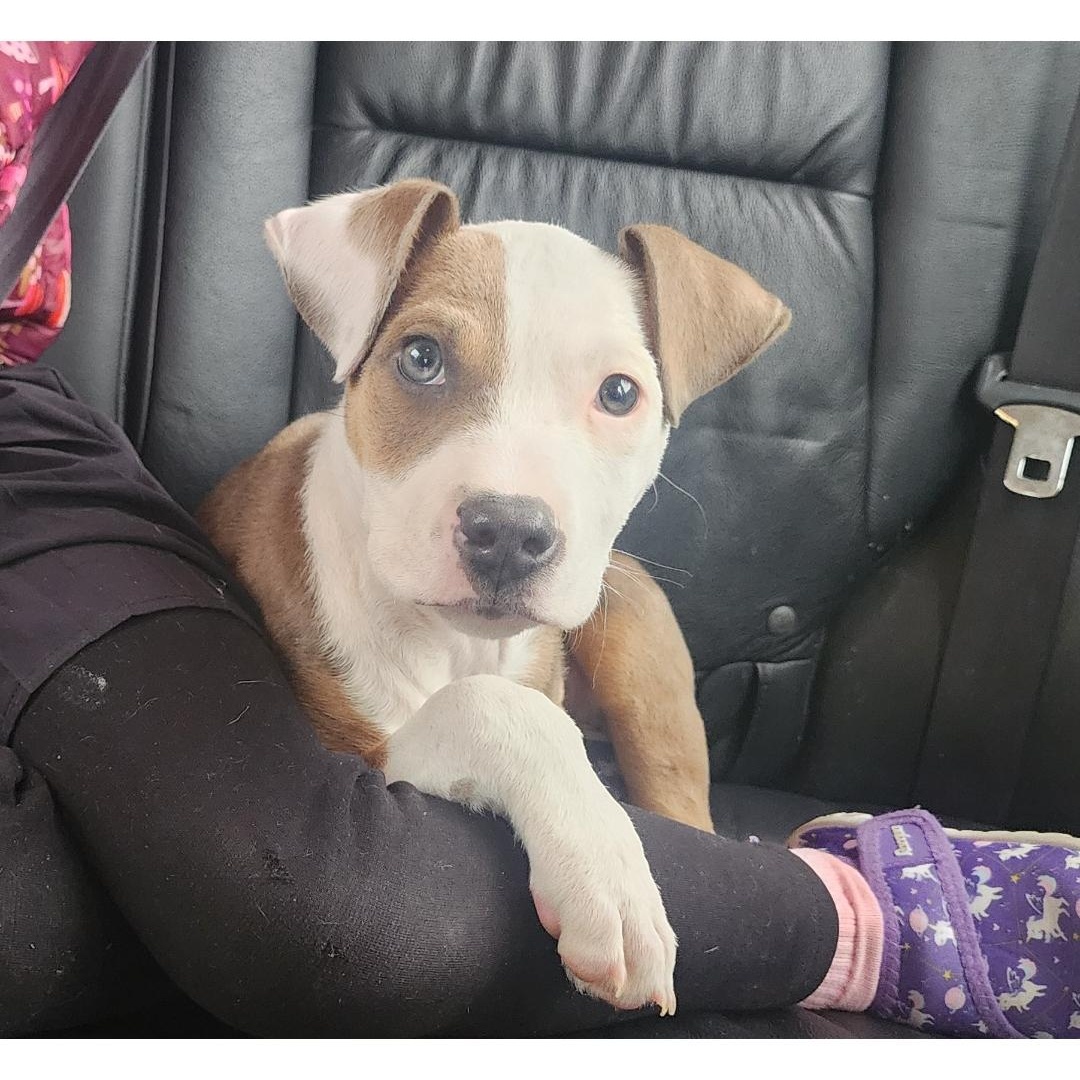 Enlarge Isabella, a ADOPTABLE Mixed Breed in East Peoria, IL image 2/6