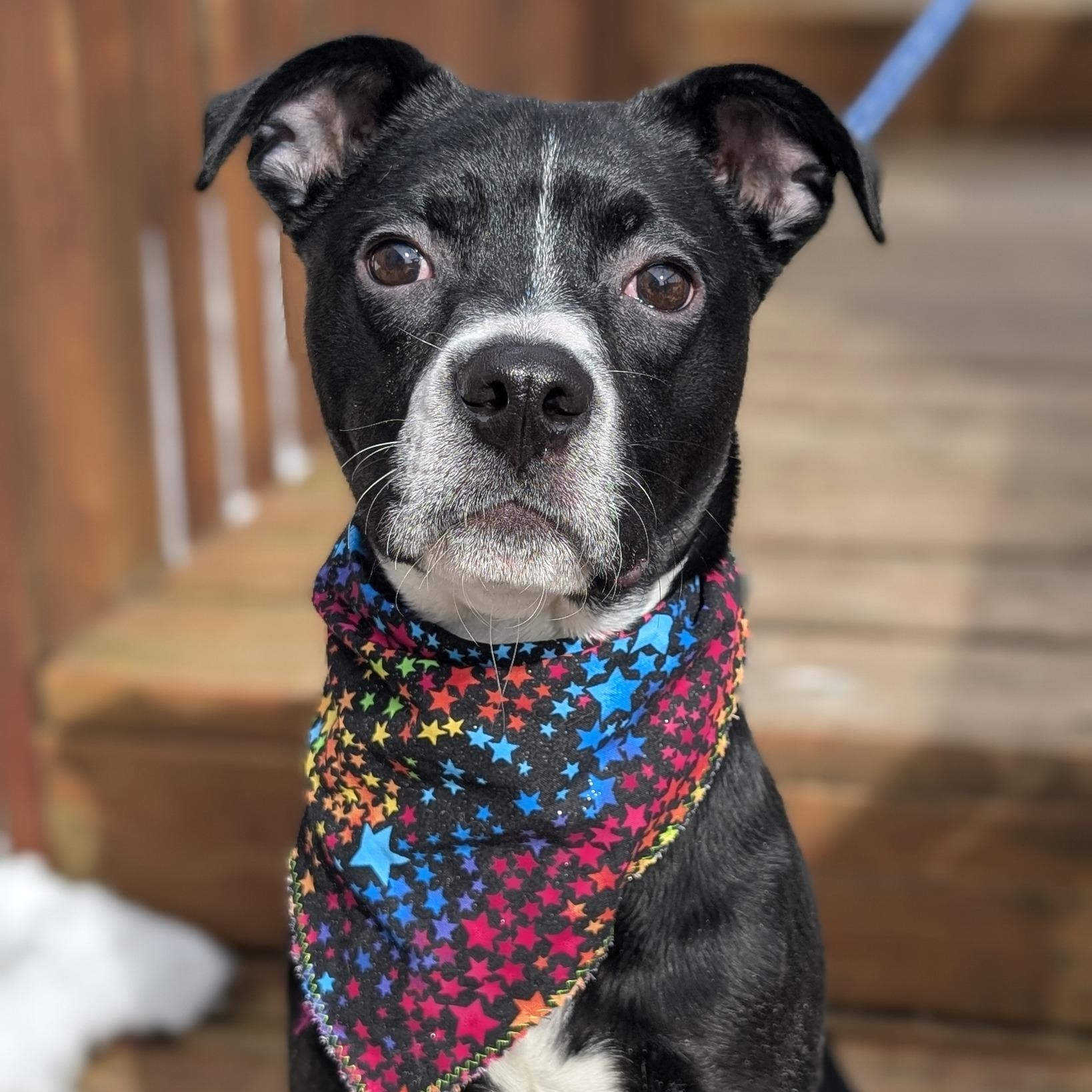 Jetty, adopted, Puppy Female Labrador Retriever.