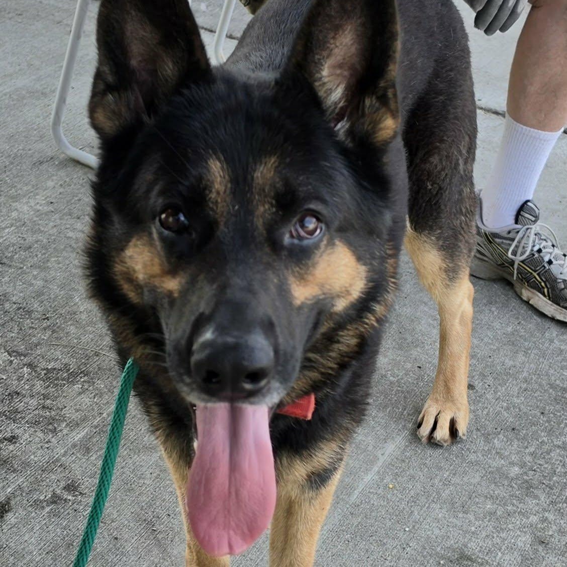 Enlarge Pedro, Handsome Shepherd Boy, a Adopted German Shepherd Dog in Meriden, CT image 5/6