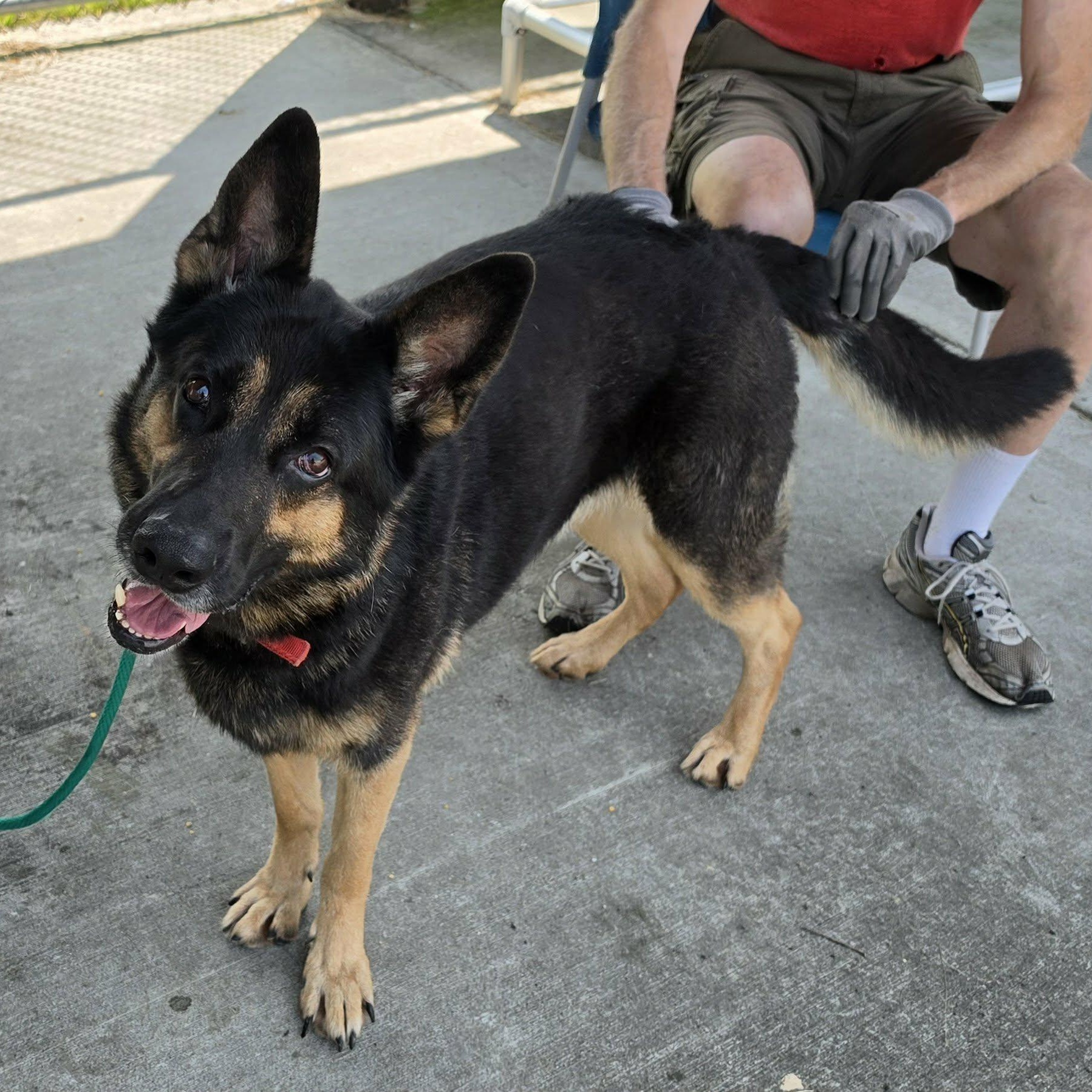 Enlarge Pedro, Handsome Shepherd Boy, a Adopted German Shepherd Dog in Meriden, CT image 4/6