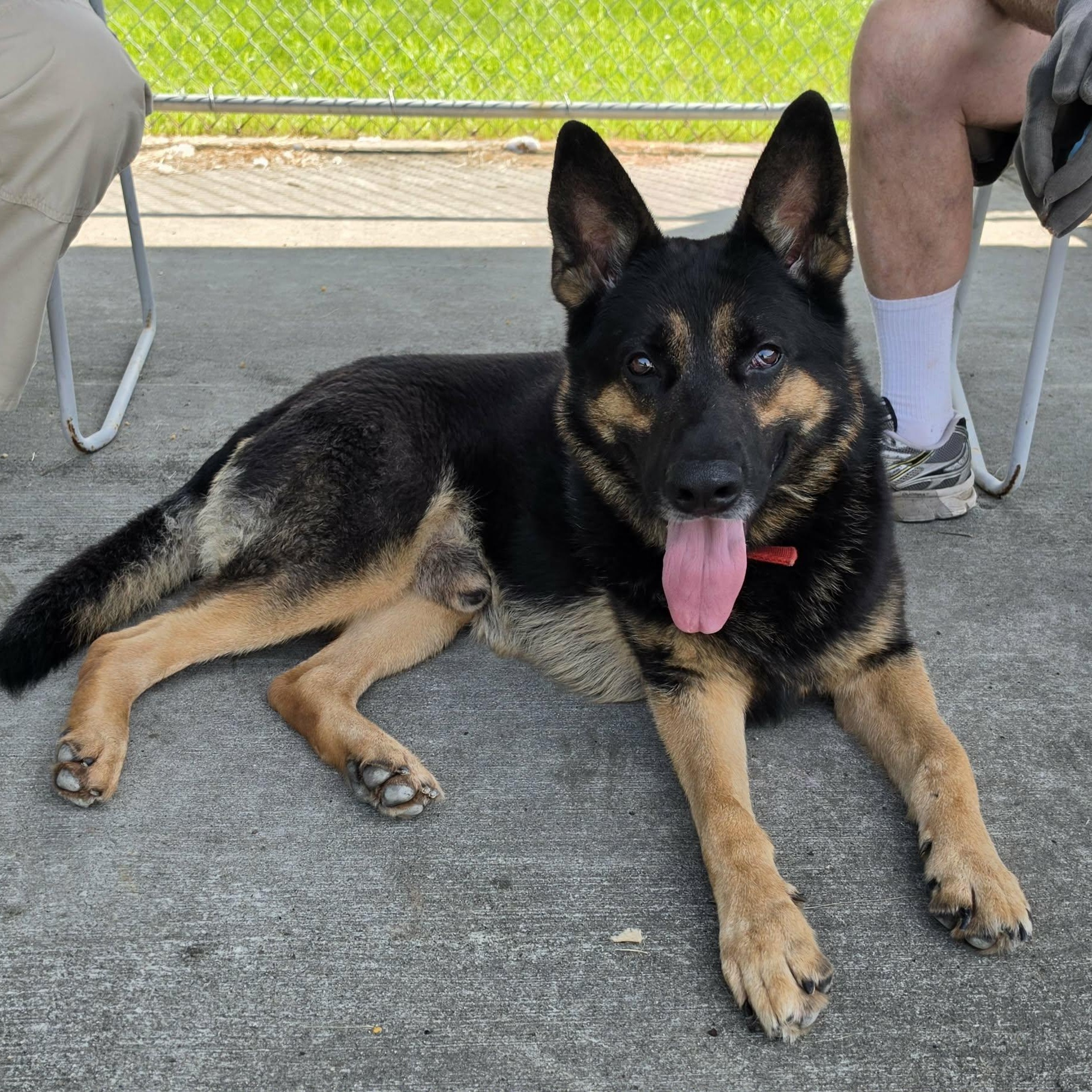 Enlarge Pedro, Handsome Shepherd Boy, a Adopted German Shepherd Dog in Meriden, CT image 1/6