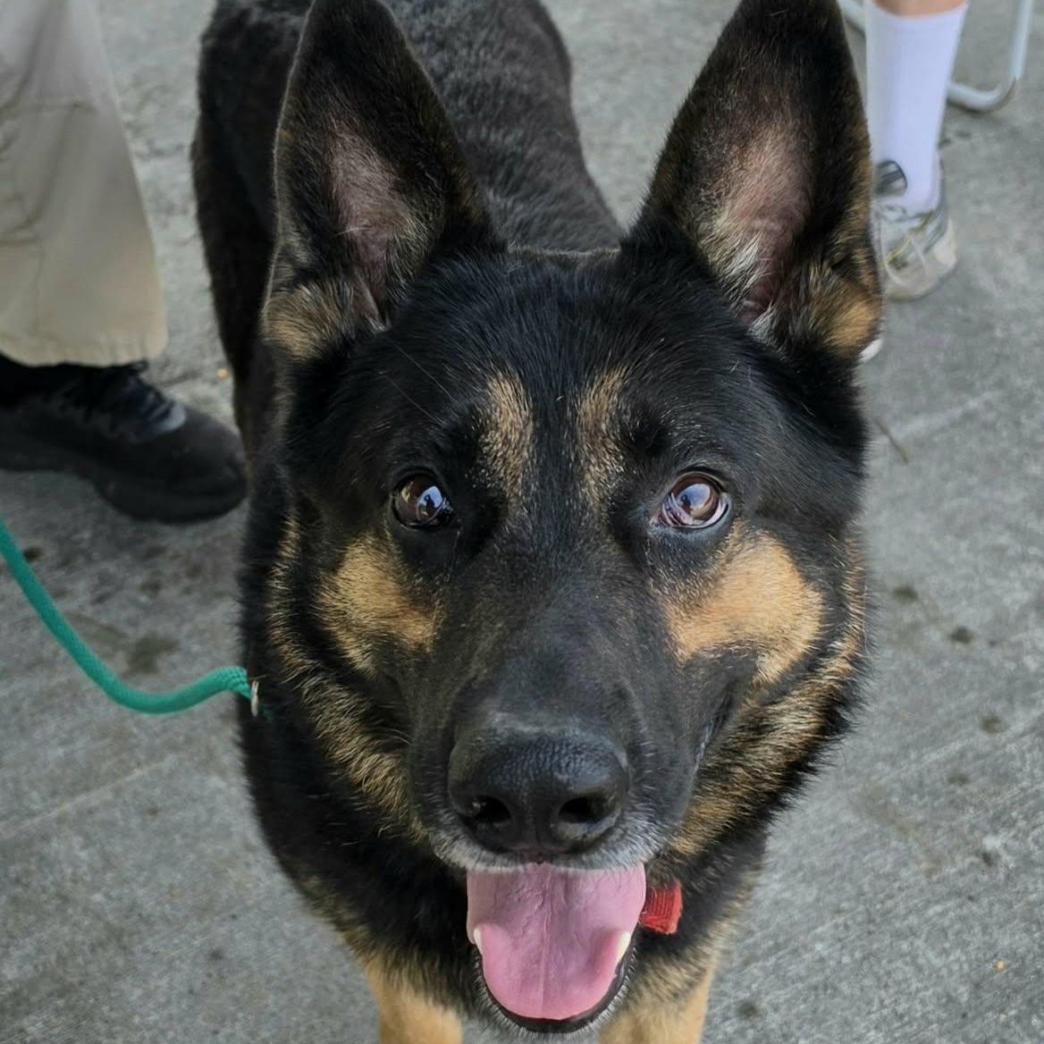 Enlarge Pedro, Handsome Shepherd Boy, a Adopted German Shepherd Dog in Meriden, CT image 6/6