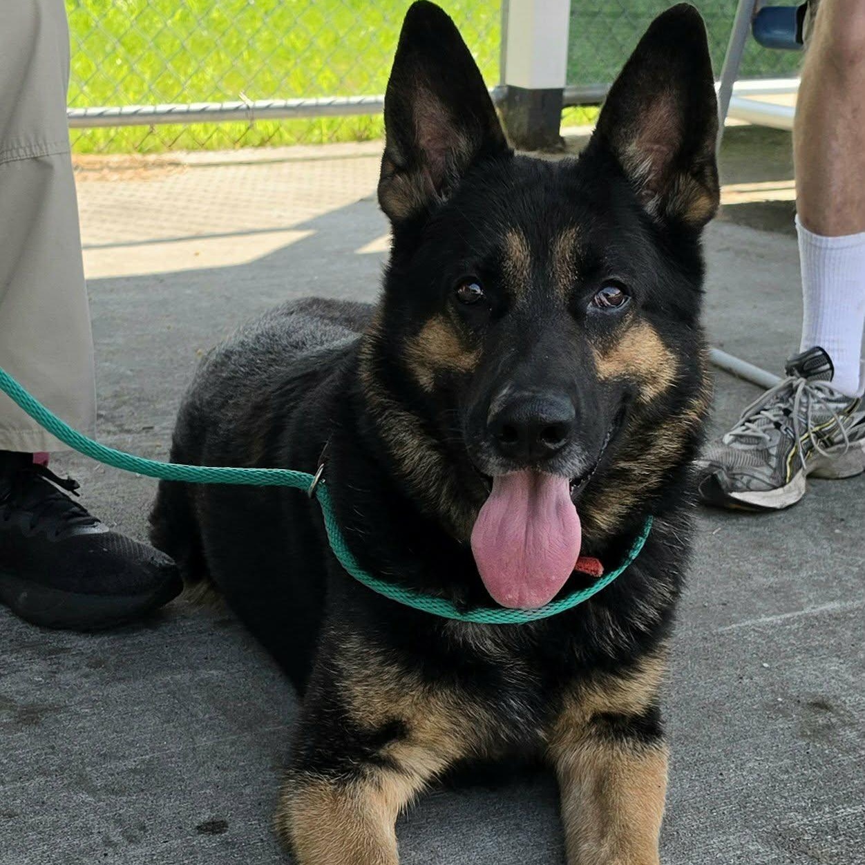 Enlarge Pedro, Handsome Shepherd Boy, a Adopted German Shepherd Dog in Meriden, CT image 3/6