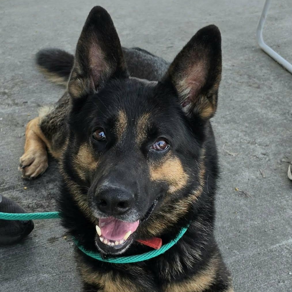 Enlarge Pedro, Handsome Shepherd Boy, a Adopted German Shepherd Dog in Meriden, CT image 2/6