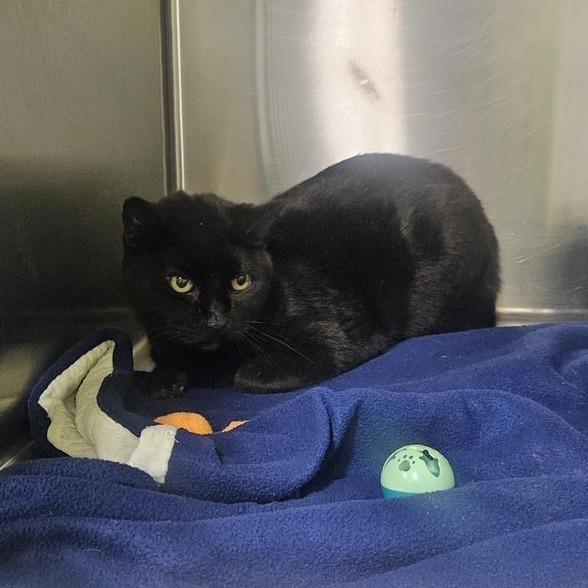 Frasier, Adoptable, Senior Male Domestic Short Hair.