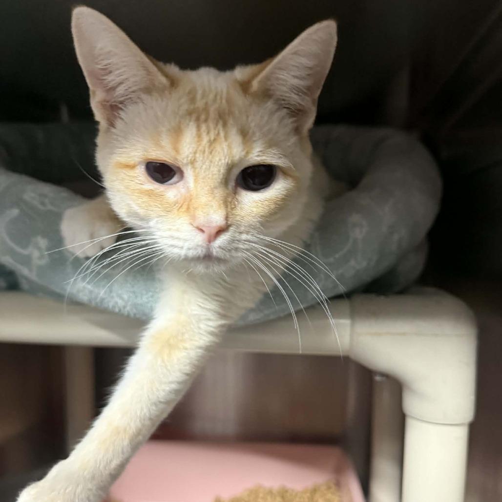 Vanilla 8465, Adoptable, Young Female Domestic Short Hair.