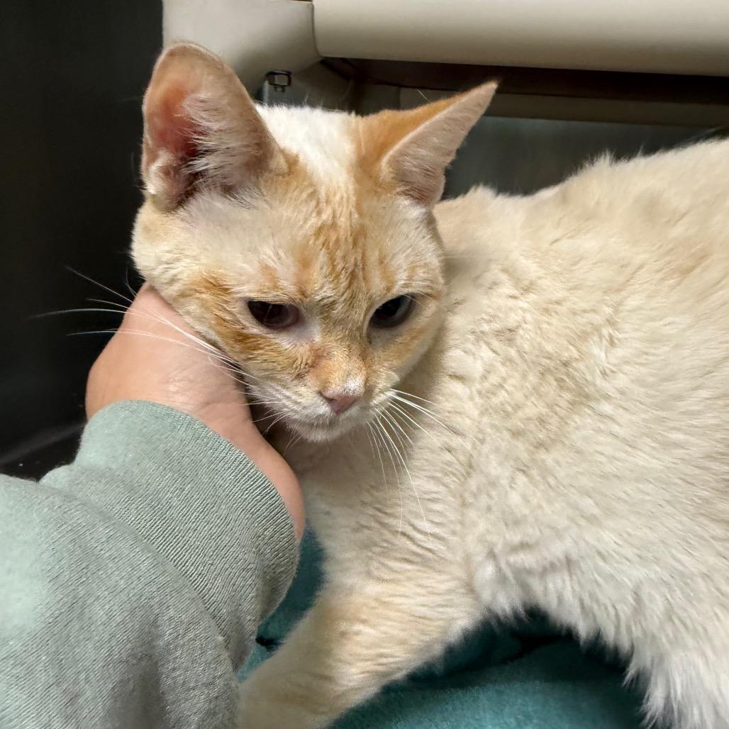 Enlarge Vanilla 8465, a Adoptable Domestic Short Hair in Hamilton, GA image 2/6