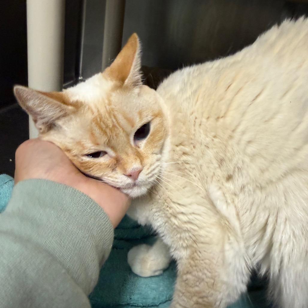 Enlarge Vanilla 8465, a Adoptable Domestic Short Hair in Hamilton, GA image 3/6
