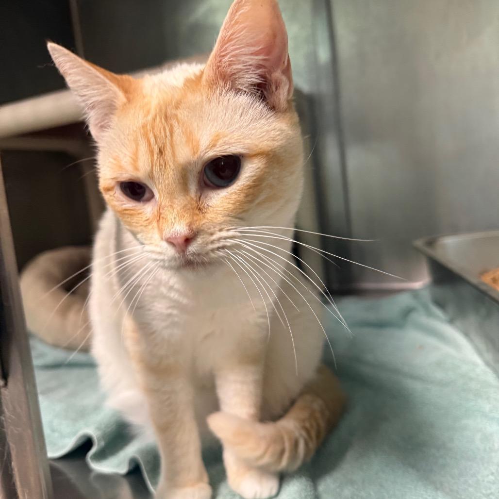 Enlarge Vanilla 8465, a Adoptable Domestic Short Hair in Hamilton, GA image 4/6